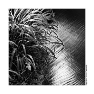 Banyoles_HerbesTexturaAranya