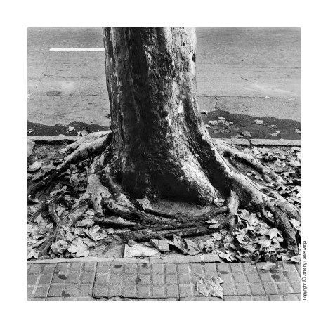 Montevideo_ArrelsPlatan