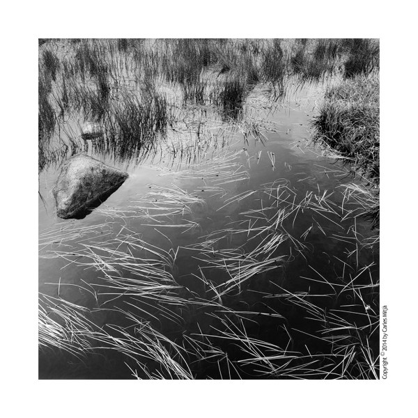 VallCaldes_Asparagus