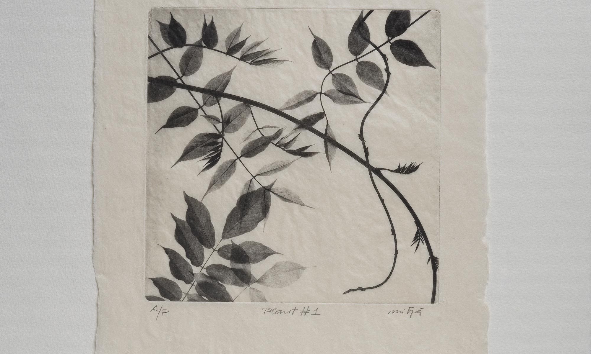 "Plant #1", 19x19cm on 25x33cm washi paper 20g/m2